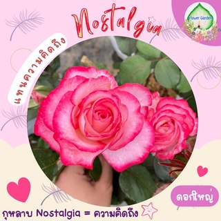 Flower Garden F506 กุหลาบ Nostalgia แทนความคิดถึง (ติดดอก) สีสด ดอกหอม กุหลาบพุ่ม