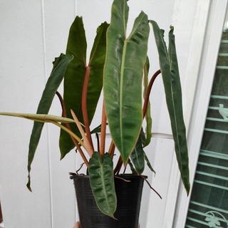 สินค้า ฟิโลก้านส้ม Philodendron billietia #