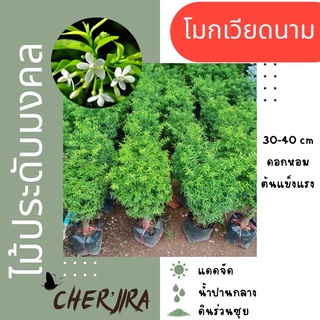 โมกเวียดนาม โมกแคระ ไม้มงคล ดอกหอม ขนาด 30-40 cm พุ่มสวย ต้นแข็งแรง (สั่งขั้นต่ำ 2 ต้น)