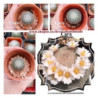 เลนต้า Lenta🌷Mammillaria lenta❣️🌸❣️ " ราชินีแห่งแมม " กระบองเพชร ไม้อวบน้ำ แคคตัส🌼ไม้ชำ ส่งทั้งกระถาง