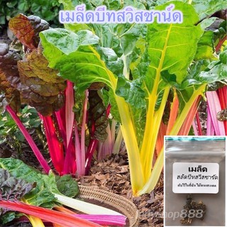 บีท สวิสชาร์ด มิกซ์สตาร์ ผักสลัด Beet Swiss Chard Mix Star 20 เมล็ด [10 แถม 1 คละได้]