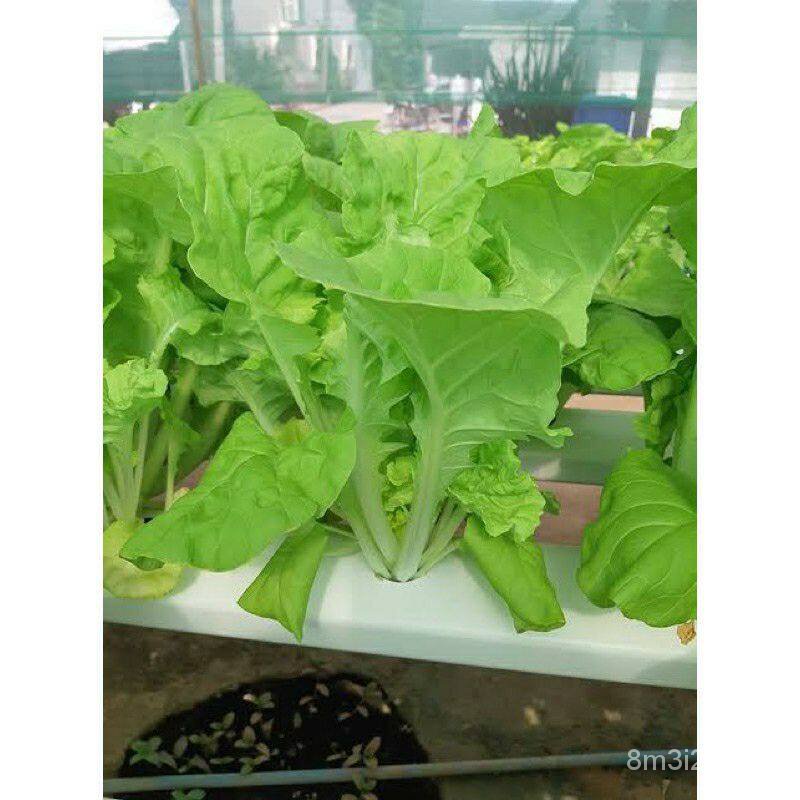 เมล็ดพืชคุณภาพสูง-เมล็ดพันธุ์-ไดโตเกียว-เบกานา-chinese-cabbage-daitokyo-bekana-บรรจุ-200-เมล็ด-lkyz