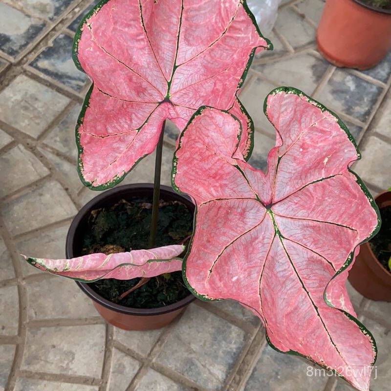 รับประกันหลังการขายงอก100-plants-caladium-seeds-ราชินีใบไม้-เมล็ดพันธุ์-16สี-ที่คละหันมา-mixed-flower-seeds-บอนสี-ต้นด