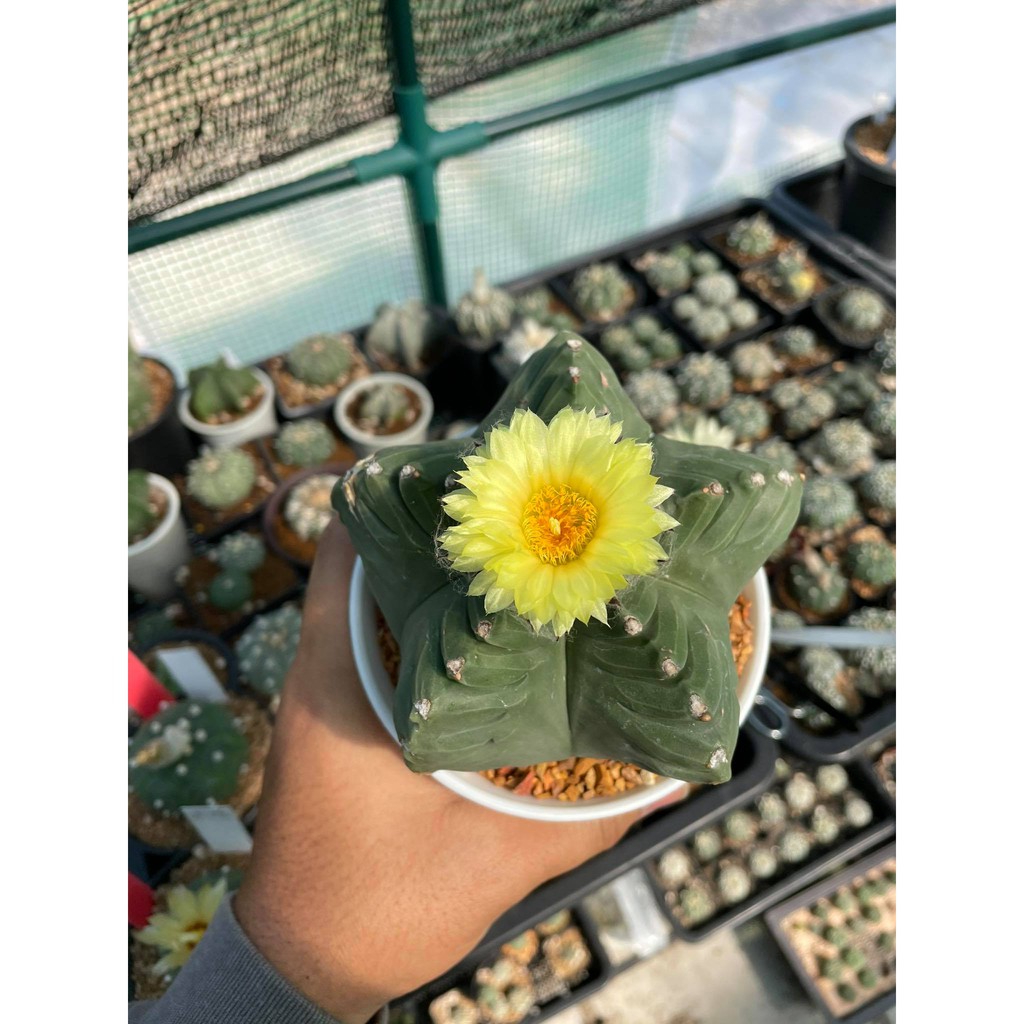 แอสโตรไฟตั้ม-มายริโอ-astrophytum-myriostigma-มายริโอ้-ซุปเปอร์มายริโอ้-กระบองเพชร-แคคตัส-cactus