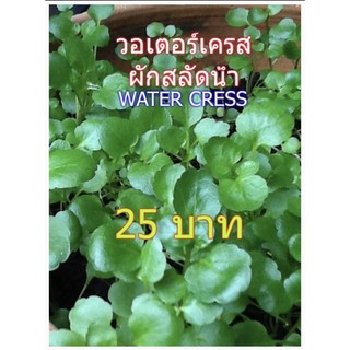 วอเตอร์เครส watercress แท้ ใบกลม 200-300เมล็ด