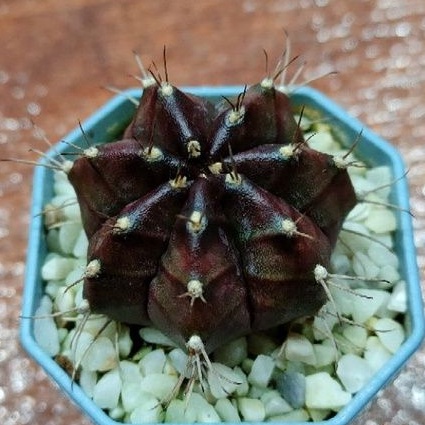 cake-cactus-farm-กระบองเพชร-gymnocalycium-mihanovichii-black-widow-ยิมโนแม่หม้ายดำ