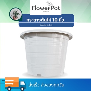 ( 1ใบ) กระถางต้นไม้สีขาว 10 นิ้ว กระถางต้นไม้ สีขาว ครีม  กระถางพลาสติก กระถางมินิมอล