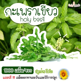 เมล็ดพันธุ์กะเพรา 1000 เมล็ด อัตราการงอก95% ปลูกง่าย โตไว(แถมฟรี เมล็ดผักทุกออเดอร์)