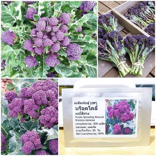 （คุณภาพสูง เมล็ด）เมล็ดพันธุ์ บร็อคโคลี่เบบี้ สีม่วง (Purple Sprouting Broccoli Seed) บรรจุ 300 เมล็ด/ง่าย ปลูก สวนครัว เ