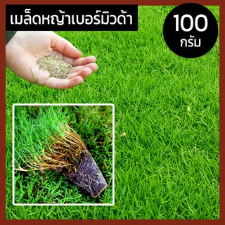 เมล็ดหญ้าเบอร์มิวด้า เมล็ด หญ้าเบอร์มิวด้า หญ้าเมอบิวด้า เมล็ดพันธุ์ Bermuda Grass Seed หญ้าสนามกอล์ฟ และ หญ้าสวน