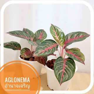 [Bytong Store] Aglonema อำนาจเจริญ อโกลนีมา แก้วกาญจนา ในกระถางขาว ไม้มงคล เรียกทรัพย์ แต่งบ้าน แต่งออฟฟิต ของขวัญ