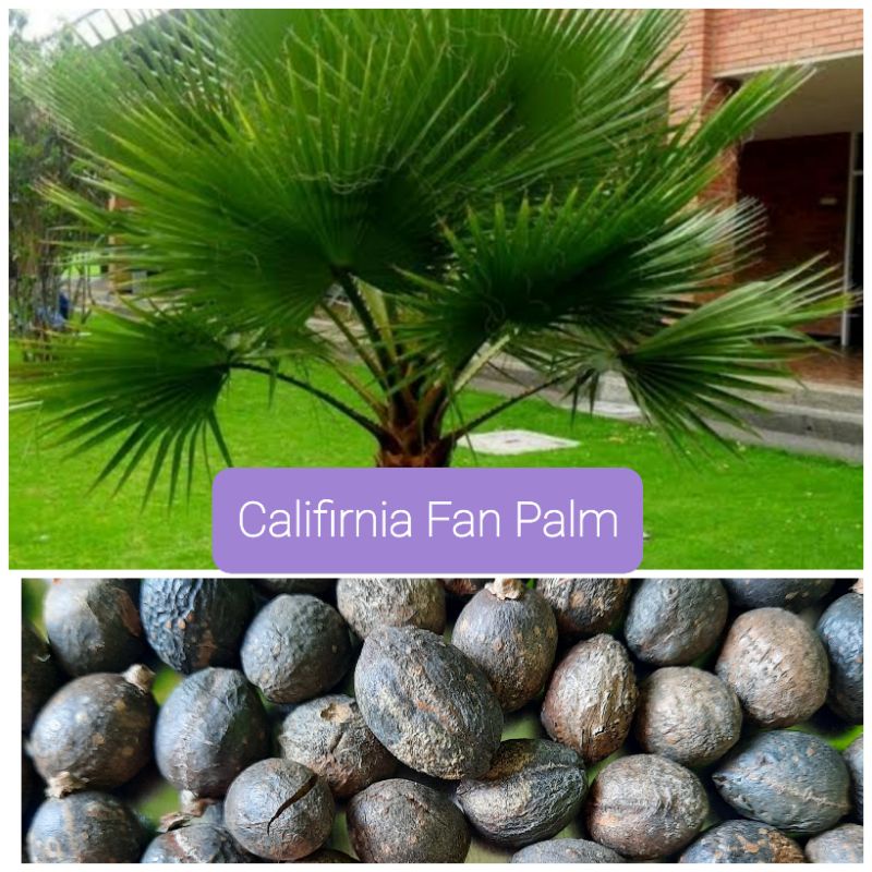 เมล็ดปาล์มพัด-fiji-fan-palm-10-เมล็ด