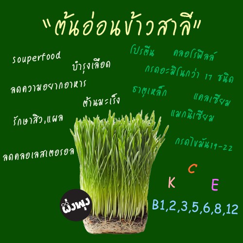 รวมเมล็ดพันธุ์ต้นอ่อน-เมล็ดเพาะ-เมล็ดผัก-เมล็ดต้นอ่อน-ทานตะวัน-ผักบุ้ง-โต้วเหมี่ยว-ถั่วลันเตา-ข้าวสาลี-ไควาเระ