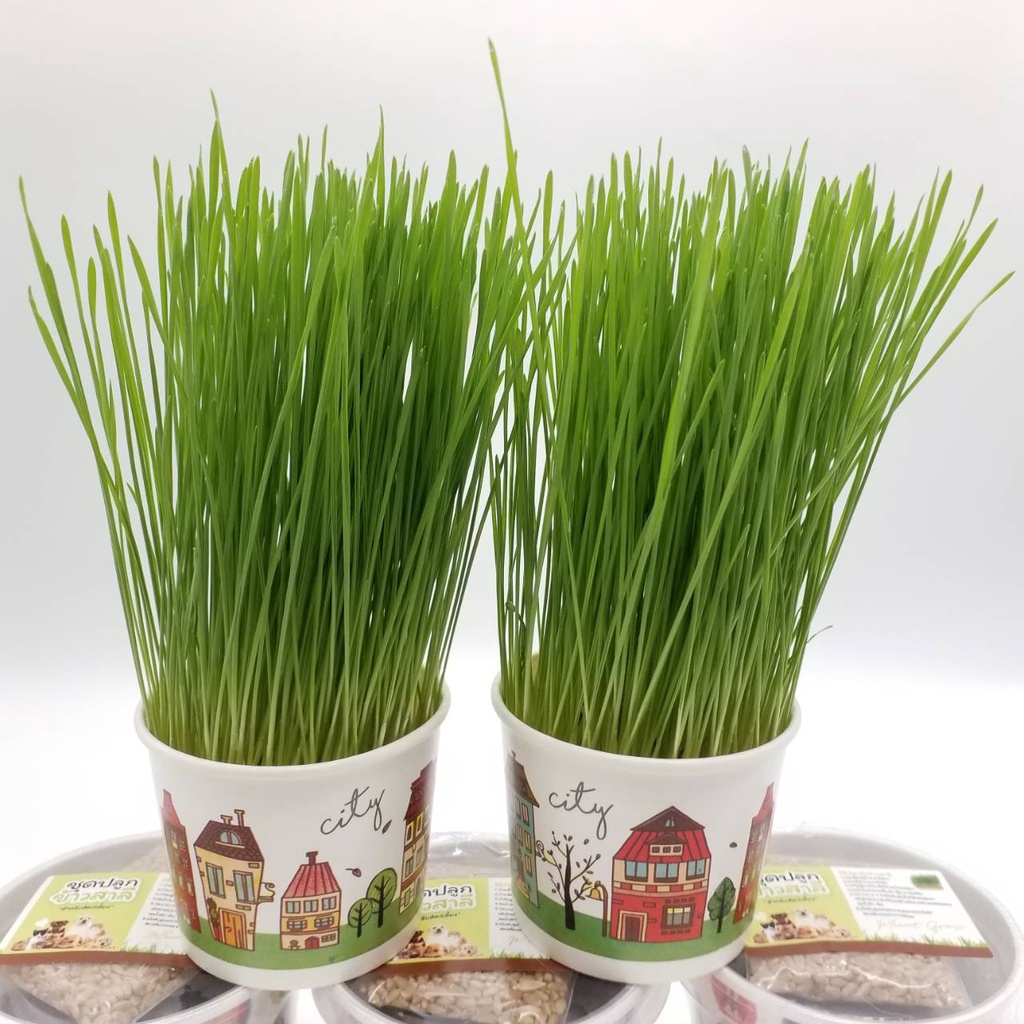 wheat-grass-ชุดปลูกข้าวสาลี-สำหรับสัตว์เลี้ยง