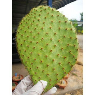 Opuntia scheeri หมีทอง แพดขนาด 7 นิ้ว