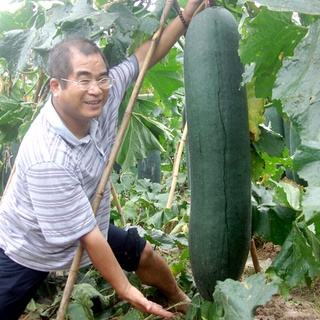 เมล็ดพันธุ์ฟักเขียว เมล็ด Winter Melon Seeds Vegetable Seeds เมล็ดพันธุ์ผัก ผักออแกนิค50 เมล็ด (ไม่ใช่พืชที่มีชีวิต)