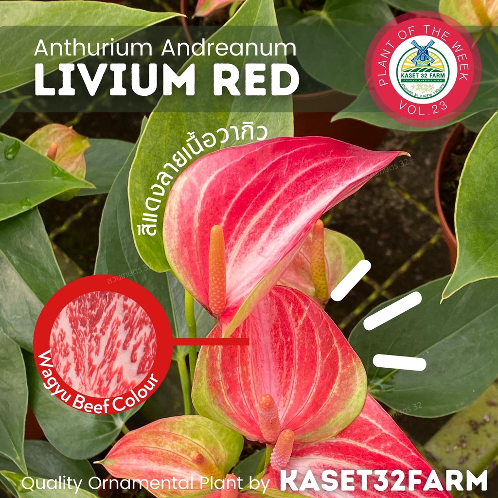 ภาพหน้าปกสินค้าต้นหน้าวัว (Pot Anthurium) หน้าวัว ต้นไม้ฟอกอากาศ Limited Edition หน้าวัวฮอลแลนด์ สายพันธุ์พิเศษ