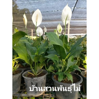 ต้นเดหลีจักรพรรดิ ไม้ใบ สวยงาม