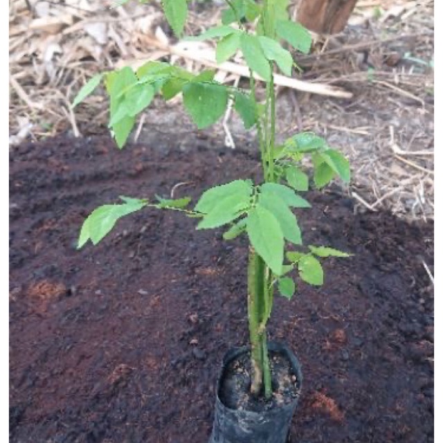 ต้นผักหวาน-แพค4ต้นพร้อมปลูกเป็นพืชที่ตลาดมีความต้องการสูง-เก็บยอดได้ตลอดปี-ต้นสูง-15cm-4ต้น