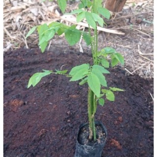 ต้นผักหวาน แพค4ต้นพร้อมปลูกเป็นพืชที่ตลาดมีความต้องการสูง เก็บยอดได้ตลอดปี ต้นสูง 15cm.(4ต้น)