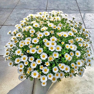 เมล็ดพันธุ์ ดอกเดซี่ สีขาว100 เมล็ด White Daisy Silver Princess Seed เมล็ดพันธุ์แท้ ปลูกง่าย ไม่กลายพันธุ์