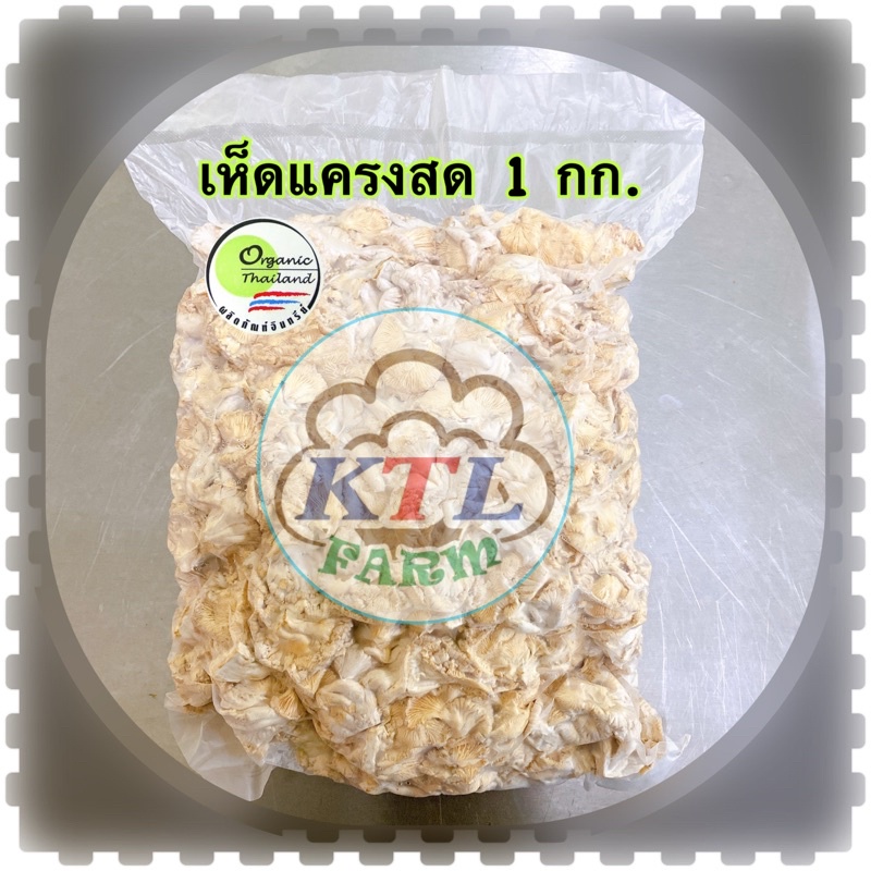 ภาพหน้าปกสินค้าเห็ดแครงสด Spilt gill mushroom