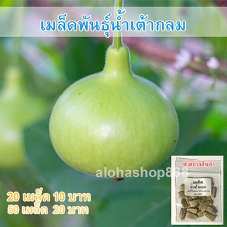 เมล็ดพันธุ์ น้ำเต้า ผักสวนครัว น้ำเต้ากลม 40 เมล็ด [10 แถม 1 คละได้]