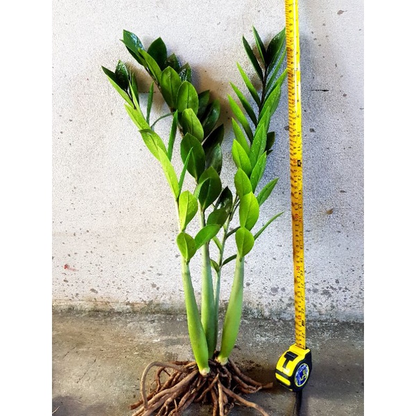 ต้นกวักมรกต-zamioculcas-zamiifolia