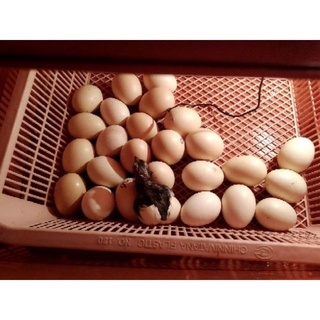 ไข่เชื้อไก่พื้นเมืองเหนือ ใบละ20บ.