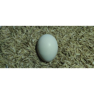 ไข่เชื้อไก่ยักษ์บราม่าห์ Brahma (สำหรับฟัก) แพ็ค 1ใบ