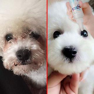 ยาหยอดตาสุนัขหยดยาหยอดตากว่า Xiong Jinmao น้ำตาน้ำตาต้านการอักเสบแมวล้างตานอกเหนือไปจากอุจจาระอุปกรณ์สิ่งประดิษฐ์
