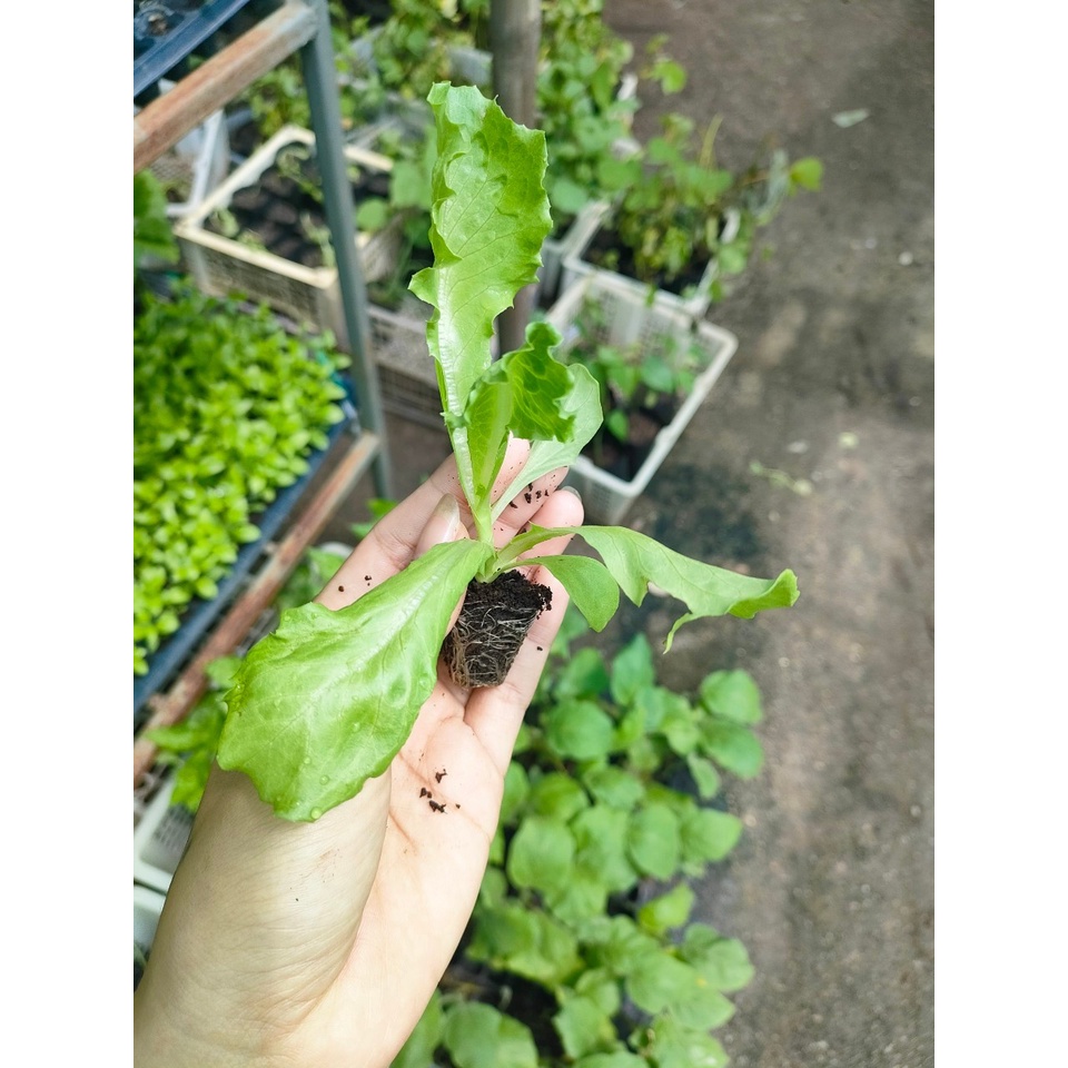 ต้นพันธุ์-สลัดหรือผักกาดหอม-lettuce-พร้อมปลูก-ถุงดำ-29-บาท-นิยมทานสด-ทำสลัด-หรือร่วมกับอาหารเมนูยำ-ลาบหรือทานร่วมกับหมู