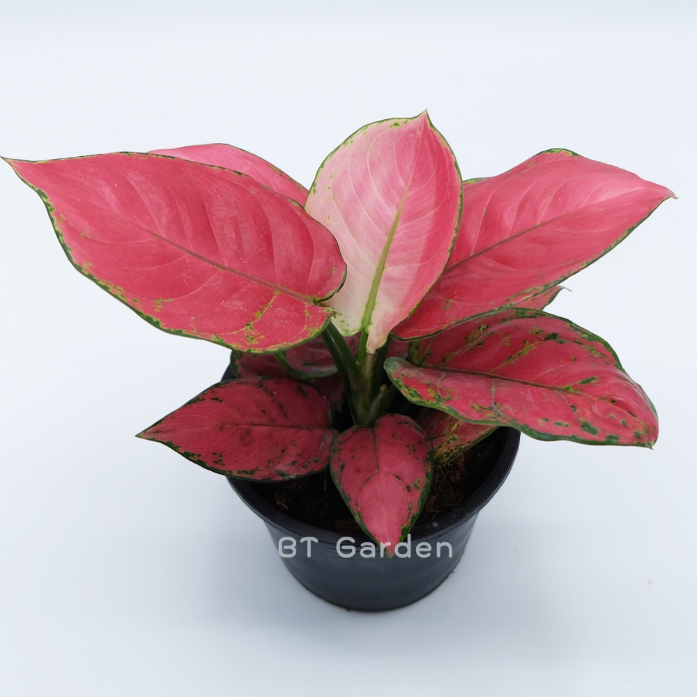 ต้นอโกลนีมา-ซุปเปอร์เรส-aglaonema-super-red-ต้นไม้มงคล-ต้นไม้ประดับ