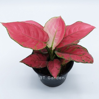 ต้นอโกลนีมา ซุปเปอร์เรส (Aglaonema Super Red) ต้นไม้มงคล ต้นไม้ประดับ