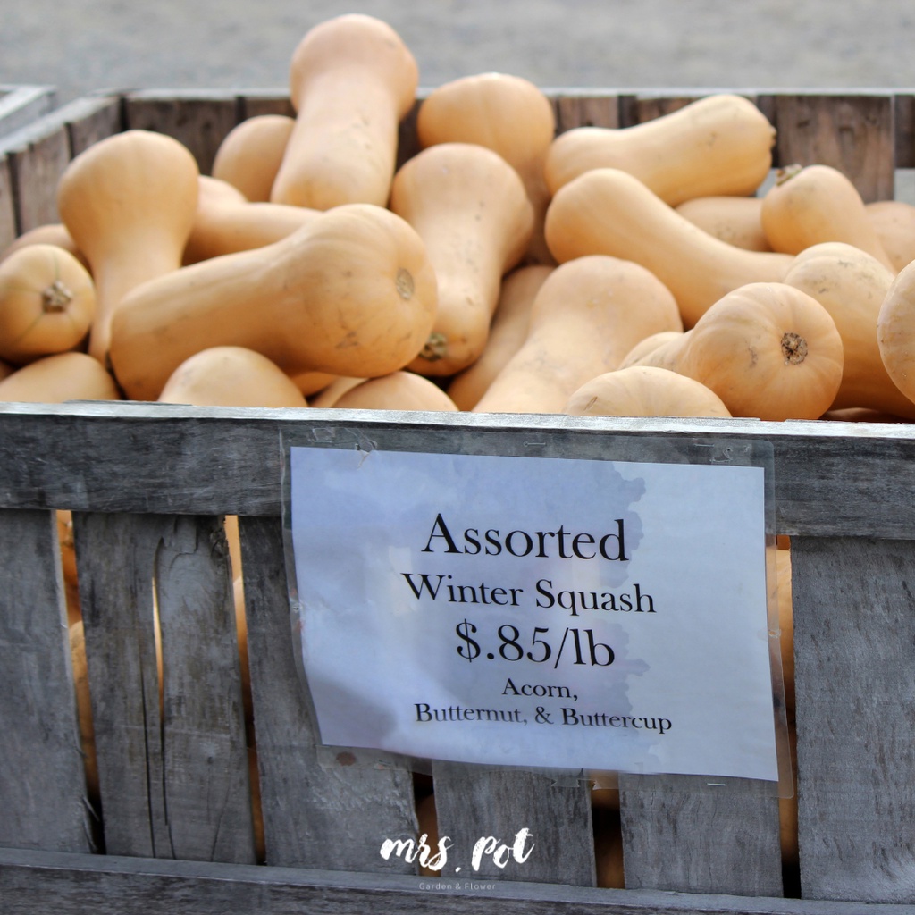 เมล็ดฟักทองนำเข้า-สายพันธุ์-waltham-butternut-winter-squash-organic