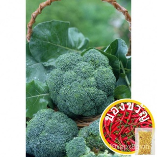 สินค้า เมล็ดพันธุ์ seeds man เมล็ดพันธุ์  บล๊อคโคลี่ (Broccoli Seed) บรรจุ 100 เมล็ดผักชีขายดีแรดิชการันตีอัตรางอกสะระแหน่แตงโม