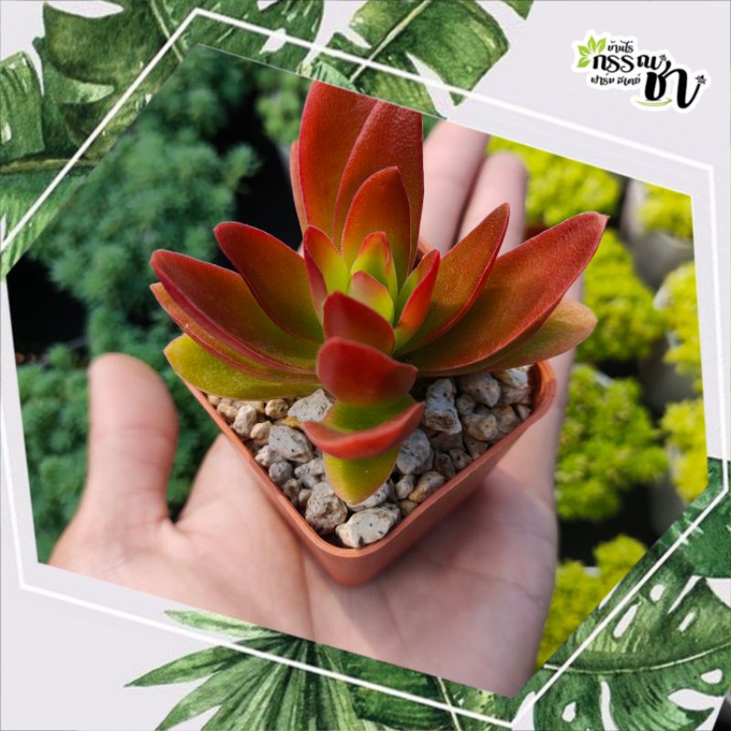 กุหลาบหินไอริส-crassula-capitella-camfire-ไม้อวบน้ำน่าสะสม