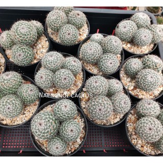 ภาพขนาดย่อของสินค้าต้น แมมแม่เฒ่า ฟอร์มกอ Mammillaria hahniana เลือกต้นได้ กระบองเพรช แคคตัส