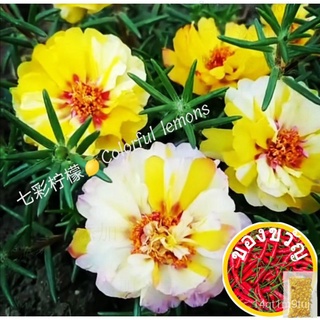 เมล็ดออกอากาศดอกทานตะวันเมล็ด❤️Hybrid Moss Rose seedขึ้นฉ่าย/แม่และเด็ก/เด็ก/seeds/ดอกไม้/บุรุษ/สวน/มะละกอ/แอปเปิ้ล/ผักก