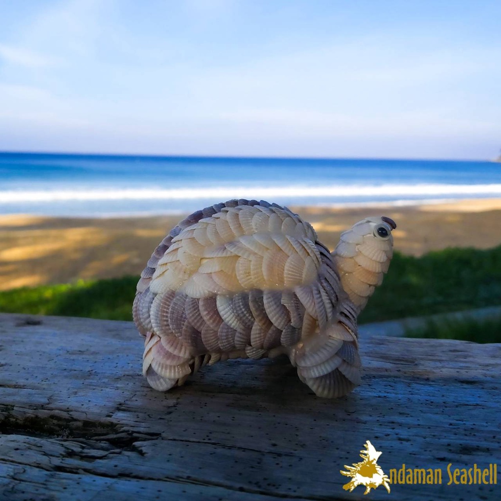 andaman-seashell-ตุ๊กตาปูนปั้นติดเปลือกหอย-เต่าติดหอยแครง