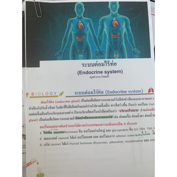 ชีทชีวะ-ระบบต่อมไร้ท่อ-มือ-2-ใช้กระดาษรีไซเคิล-biology