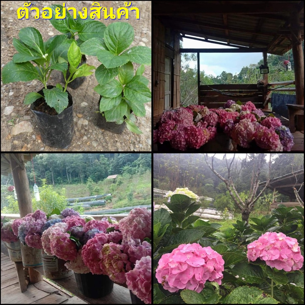 1ต้น-ขาย-ต้นพันธุ์-ต้น-ดอก-ไฮเดรนเยีย-hydrangea-ต้นไฮเดรนเยีย-สี-ชมพู-ไร่อิงดาว