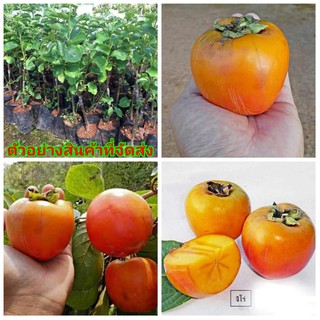 (ขาย ต้นพันธุ์) ต้น พลับหวาน พันธุ์ จิโร่ Jiro Persimmon พลับ ไร่อิงดาว plab ฟูยู่ Fuyu Persimmon ไซโจ ซูรุโนโกะ ลูกพลับ