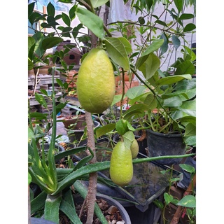 Eureka Lemon (Japan) มะนาวยูเรก้า  สูง80-90cm