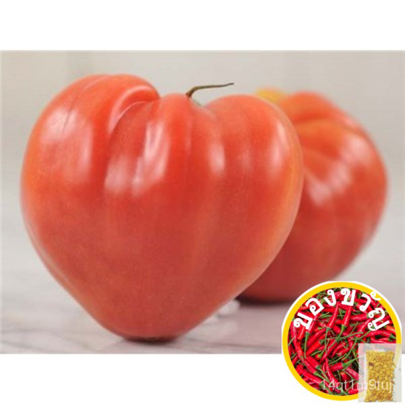 tomato-pink-oxhart-20-30เมล็ด-esculentum-heirloomed-seeds-ewhc
