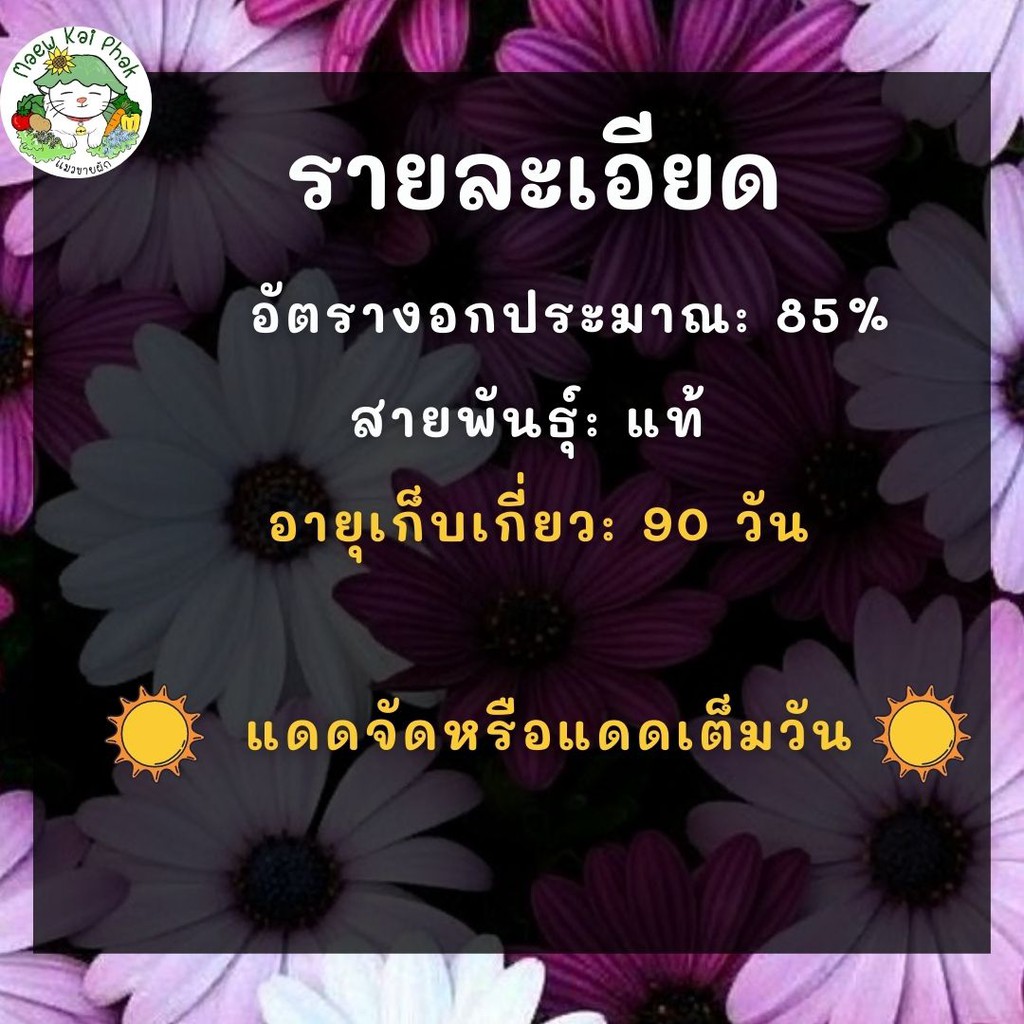 เมล็ดพันธุ์ เดซี่แอฟริกา คละสี Mixed African Daisy เมล็ดพันธุ์นำเข้าแท้ ...