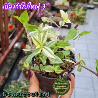 เบียงก้า ใบใหญ่ ริบบิ้นชาลีเบียงก้า กระถาง 3นิ้ว ริบบิ้นชาลีใบใหญ่