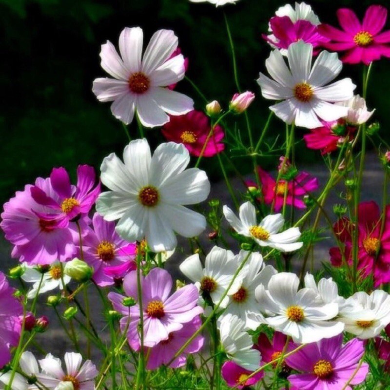 เมล็ดพันธุ์-ดาวกระจายคละสี-ดอกคอสมอส-mixed-cosmos-flower-seed-350-เมล็ด-คุณภาพดี-ราคาถูก