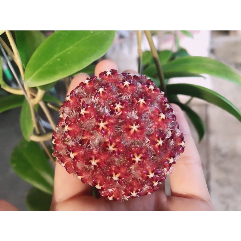 希少 ホヤ Hoya mindorensis Red ホヤ ミンドレンシスレッド 希少 ホヤ Hoya mindorensis Red ホヤ ミンドレンシスレッド โฮย่ามินโดเร