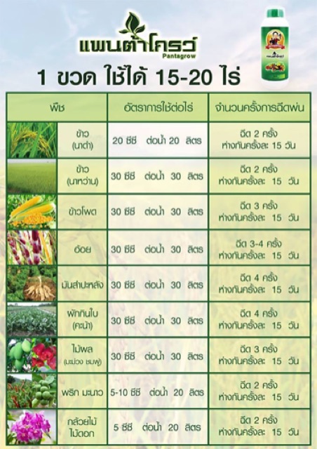 แพนต้าโกรว์พ่อใหญ่สัมฤทธิ์-อาหารเสริมพืช-ของแท้แน่นอนอ-ราคาเพียง-300